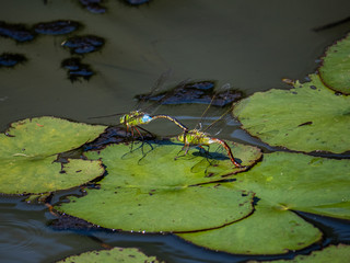 lesser emperor dragonflies mating in a Japanese pond 3