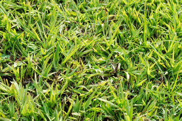 Green grass texture for background. Green lawn pattern and texture background. Close-up.