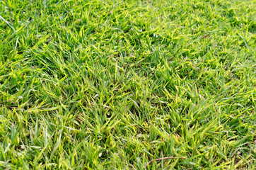 Green grass texture for background. Green lawn pattern and texture background. Close-up.