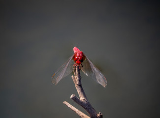 Crocothemis servilia mariannae skimmer dragonfly 10