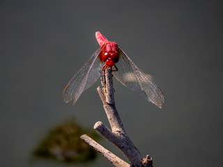 Crocothemis servilia mariannae skimmer dragonfly 12