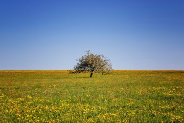 Obraz premium Field with yellow dandelions and blue sky