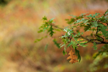 Naturaleza
