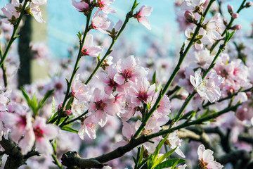 Close-up of Peach Blossoms Blooming on Peach Trees