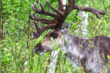 Young buck of northern forest deer. Close up