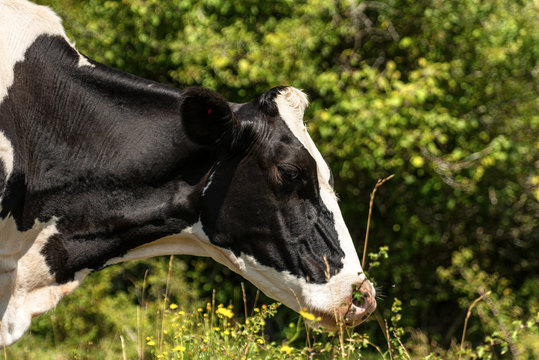 Holstein Friesian cattle, portrait of a black and white dairy cow on green defocused background. Italian Alps, Europe