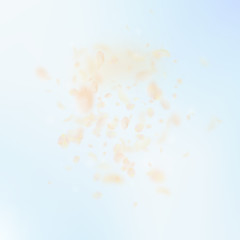 Yellow orange flower petals falling down. Magnific