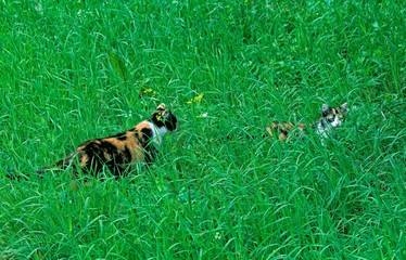 cats on the grass