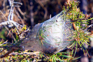 Naturaleza