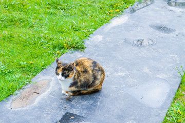 Colorful domestic cat sitting on the street in early spring