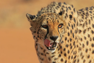 Gepard © Marion