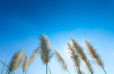 Obraz premium pampas grass 7