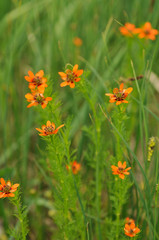Adonisröschen oder Teufelsauge