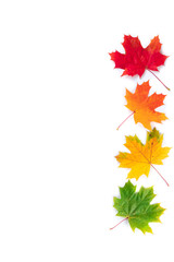 Autumn composition. Four multi-colored maple leaves: red, green and yellow. Autumn, fall, thanksgiving day concept. Flat lay, top view, copy space