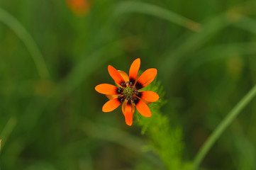 Sommer-Teufelsauge (Adonisröschen)