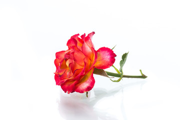 two-tone red-yellow rose close-up isolated on a white
