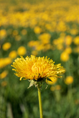 Field with yellow dandelions and blue sky