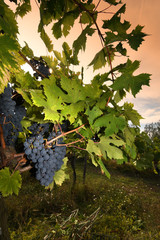 red grapes on vineyard in chianti region at sunset, Tuscany. Italy.
