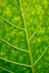 Fototapeta na wymiar Tobacco green leafs.