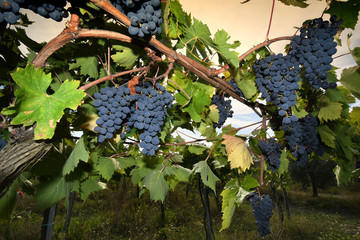 red grapes on vineyard in chianti region at sunset, Tuscany. Italy.