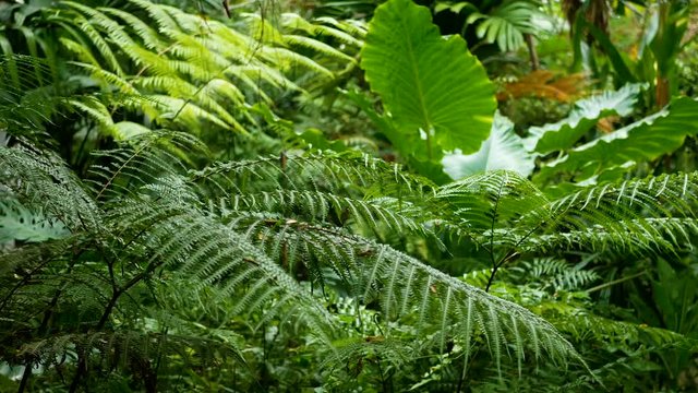 4K. green fern leaves with tropical palm green tree selective focus with deep of field from front to back. green natural background