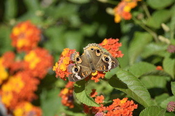 butterfly on flower