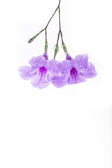 Purple ruellia tuberosa flower blossom isolated on white