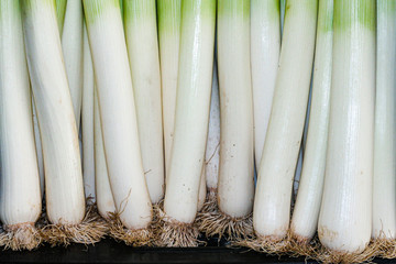 Raw freshly grown green onion leeks.