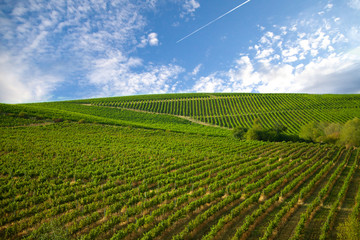 Nature, background,with Vineyard in autumn harvest. Ripe grapes in fall.