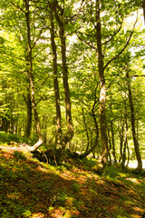 Obraz premium Naturaleza