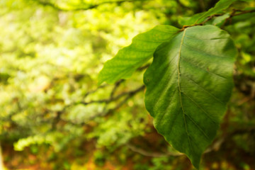 Naturaleza