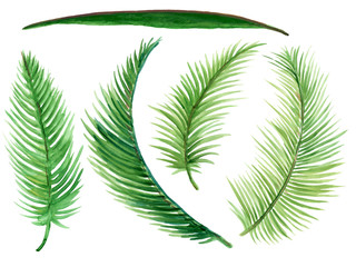 Watercolor illustration Botanical Tropical hawaii asian leaves collection Set of wild and garden and abstract leaves elements