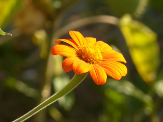 yellow flower in the garden