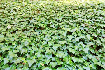 秋　森のカーテン　風景　ツタ　杤木