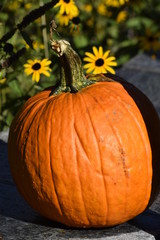 Pumpkin and daisies