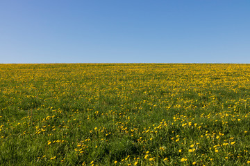 Field with yellow dandelions and blue sky