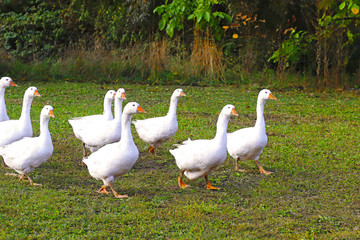 flock of geese on a meadow