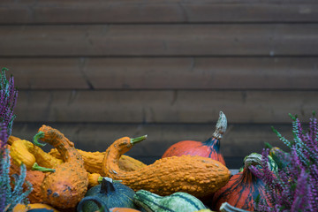 Many different pumpkins as background, closeup. Autumn seasonal holidays. Space for copy text.