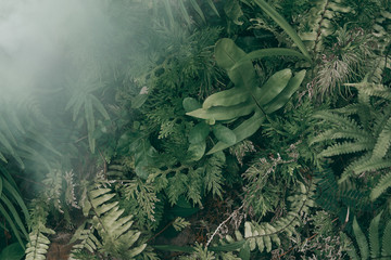 Vertical garden with tropical green leaf with fog and rain, Dark tone