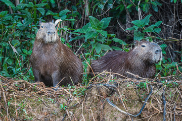 A capybara couple on the banks of river Cuiaba