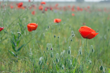 Red poppys in the green fields