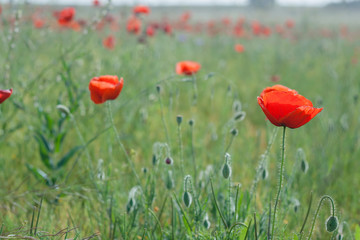 Fototapeta premium Red poppys in the green fields