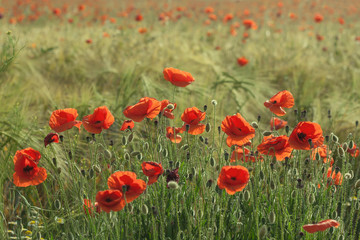 Wild red poppies growing in the countryside