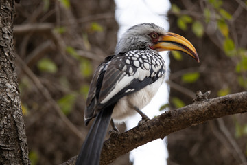 Yellow billed hornbill