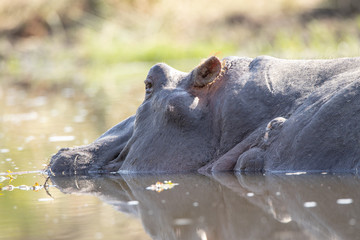 Hippo relaxing in water