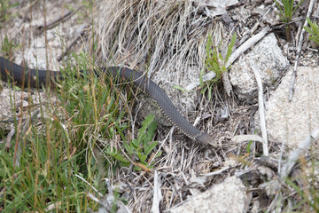 Alpine Copperhead Snake