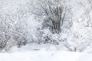 Winter landscape. Forest under the snow. Winter in the park.