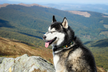 The Husky are black and white. Dog. Hiking in the mountains. Carpathian Mountains