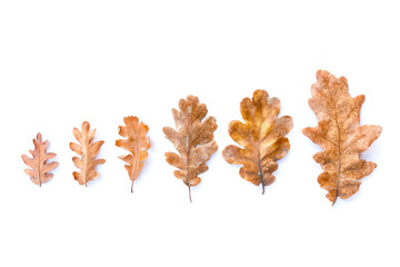 Obraz premium Oak leaves on a white background, autumn decoration