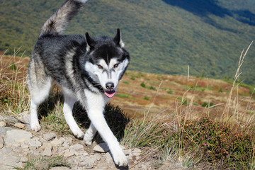 The Husky are black and white. Dog. Hiking in the mountains. Carpathian Mountains